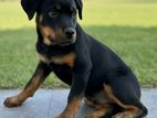Rottweiler Puppy