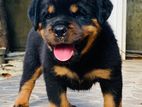 Rottweiler Puppy