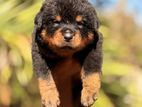 Rottweiler Puppy