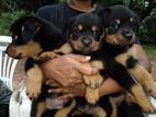 Rottweiler Puppies