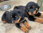Rottweiler Puppy