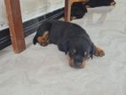 Rottweiler Puppy