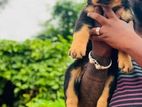 Rottweiler Puppy