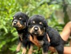 Rottweiler Puppies