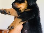 Rottweiler Puppy