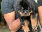 Rottweiler Puppy