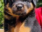 Rottweiler Puppy