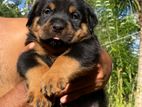Rottweiler Puppy
