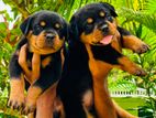 Rottweiler Puppy Kasl Registered