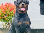 Rottweiler Puppy KASL
