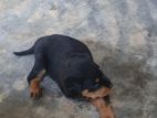 Rottweiler Puppies