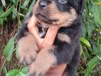Rottweiler Puppy Male
