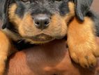 Rottweiler Puppy Male