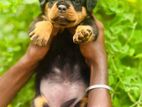 Rottweiler Puppy