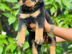 Rottweiler Puppy