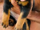 Rottweiler Puppy