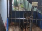 Rottweiler Puppy with Cage