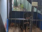 Rottweiler Puppy with Cage