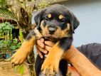 Rottweiler Puppies