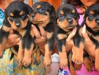 Rottweiler Puppy