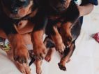rottweiler puppys
