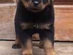 Rottweiler Puppys