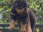 Rottweiler Puppys