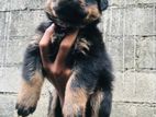 Rottweiler Puppies