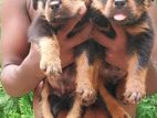 Rotweiler Puppy