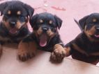 Rottweiler Puppies