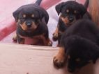 Rottweiler Puppies