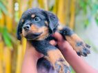 Rottweiler Puppies