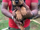 Rottweiler Puppies