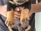 Rottweiler Puppies