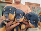 Rottweiler Puppys