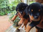 Rottweiler Puppies