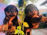 Rottweiler Puppys