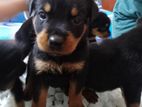 Rottweiler Puppies