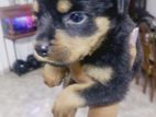 Rottweiler Puppies
