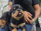 Rottweiler Puppies