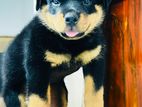 Rottweiler Puppies