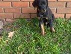 Rottweiler puppy's