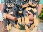 Rottweiler Puppies