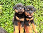 Rottweiler Puppies