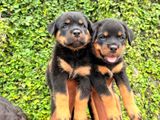 Rottweiler Puppies