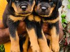 Rottweiler puppys
