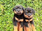 Rottweiler Puppy's