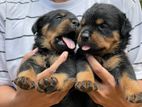 Rottweiler Puppy