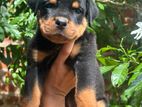Rottweiler Puppies