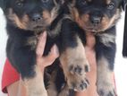 Rottweiler Puppies